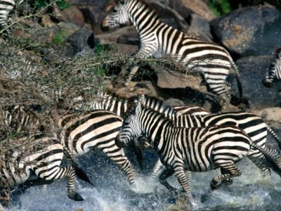 Zebras Migrating.jpg